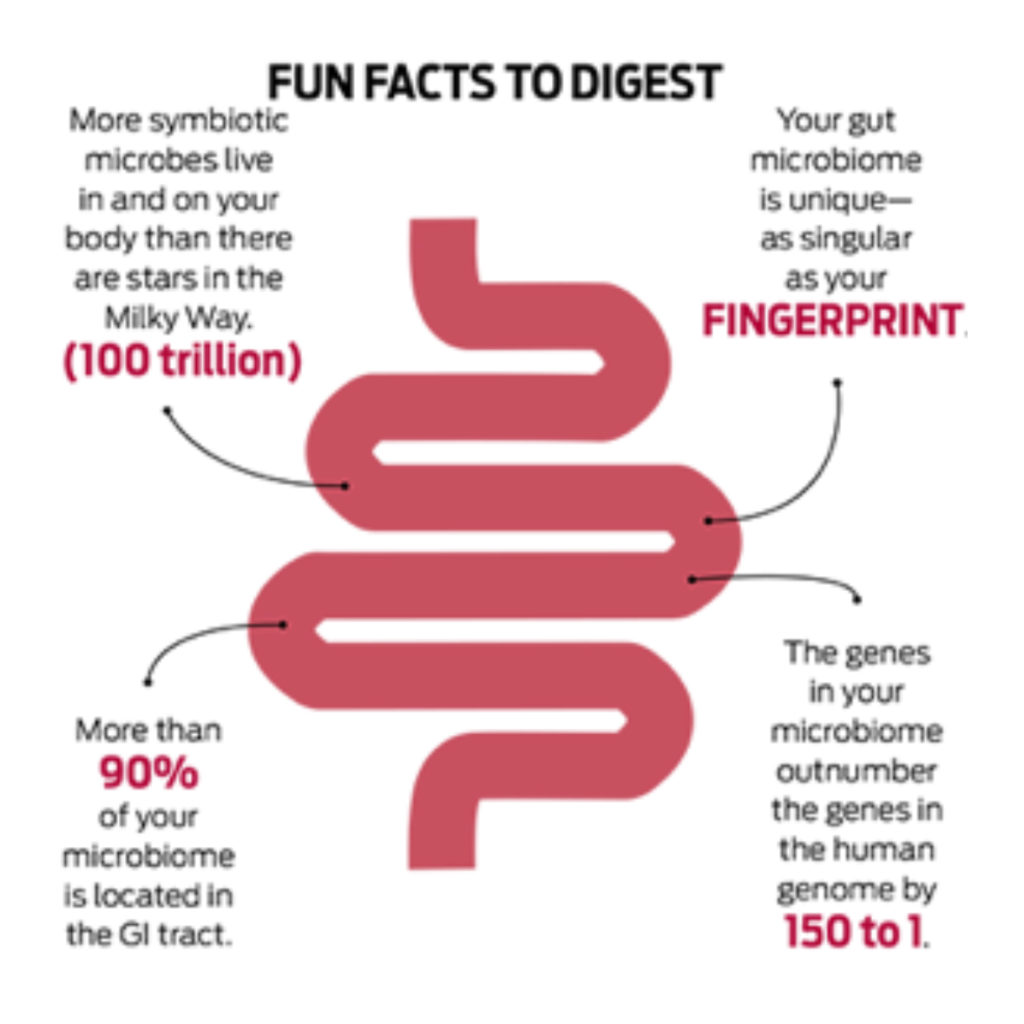 Gut Microbiome & The Impact on Your Health | Rushcutters Health